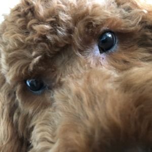 Meet your Posher, Shaun